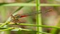 Ceriagrion tenellum female typica